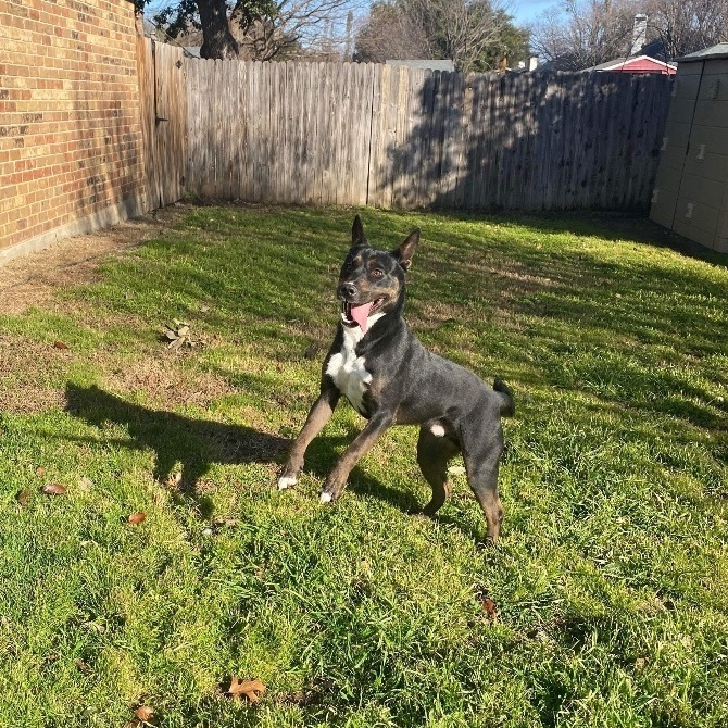 Enlarge Bubbles, a Adoptable mixed breed in Benbrook, TX image 11/11