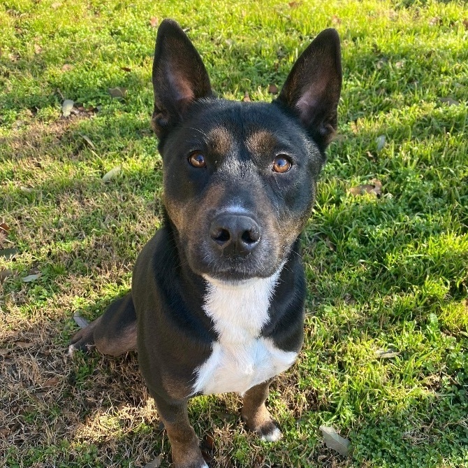 Bubbles, Adoptable, Adult Male Australian Kelpie & German Shepherd Dog.