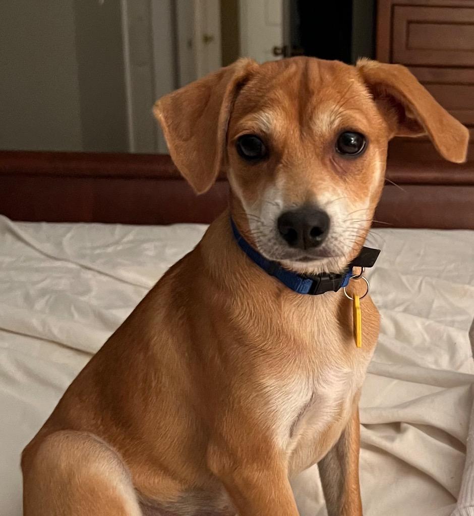 Enlarge Joey, a Adoptable Terrier in Leander, TX image 1/6