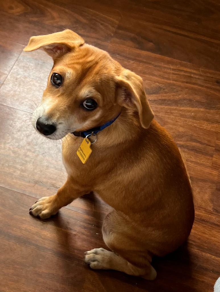 Joey, Adoptable, Young Male Terrier.