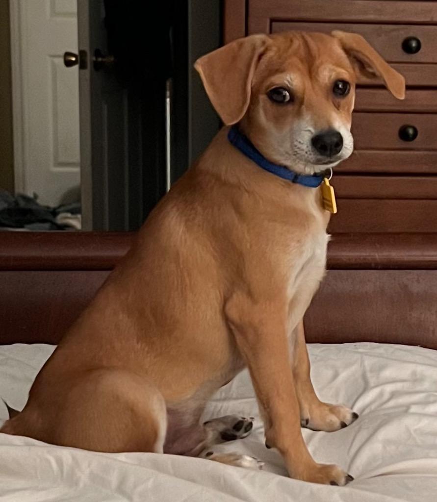 Enlarge Joey, a Adoptable Terrier in Leander, TX image 3/6