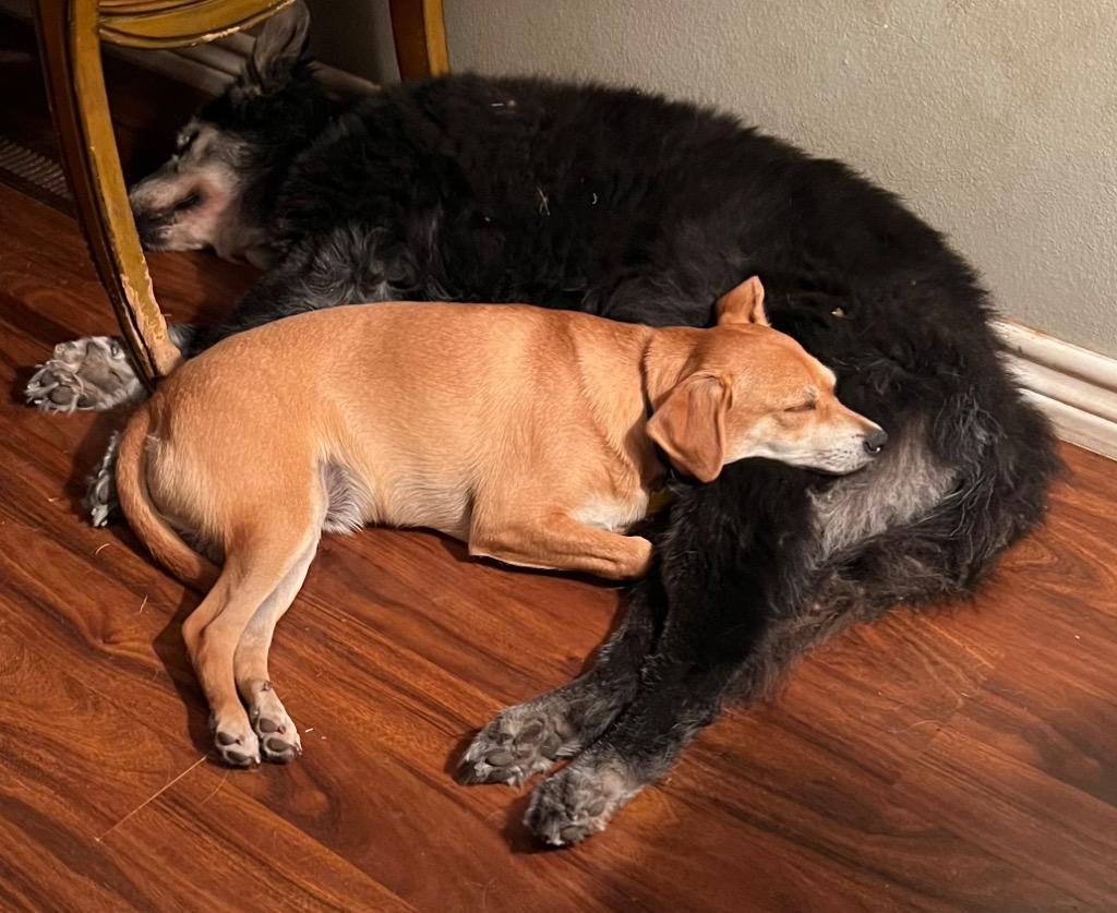 Enlarge Joey, a Adoptable Terrier in Leander, TX image 2/6