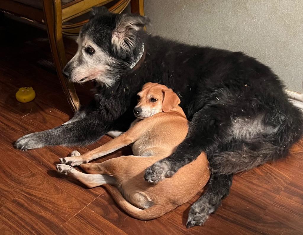 Enlarge Joey, a Adoptable Terrier in Leander, TX image 4/6