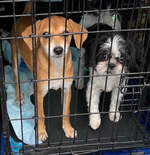 Enlarge Joey, a Adoptable Terrier in Leander, TX image 4/6