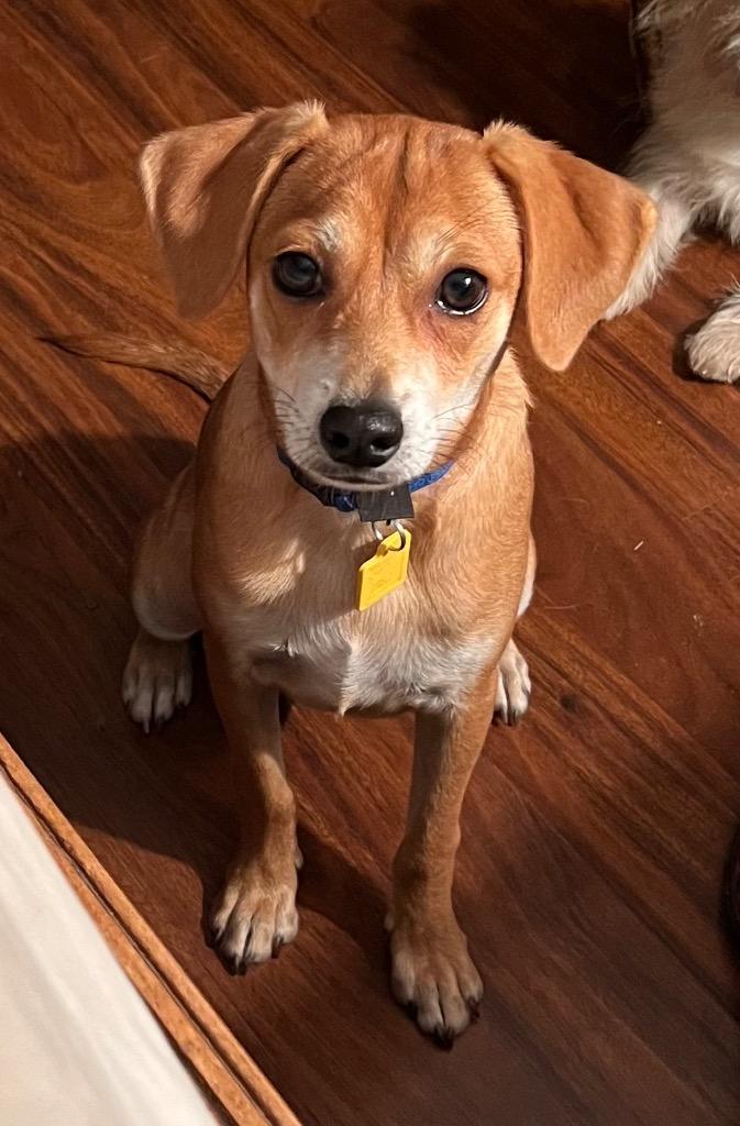 Enlarge Joey, a Adoptable Terrier in Leander, TX image 5/6