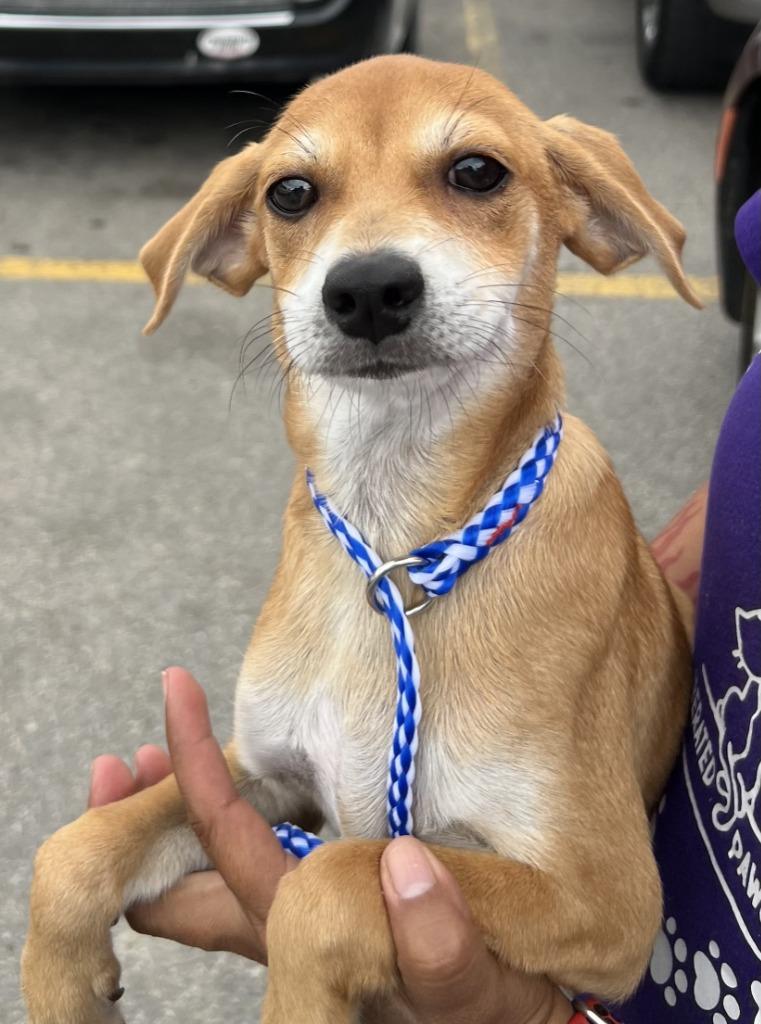 Enlarge Joey, a Adoptable Terrier in Leander, TX image 5/6