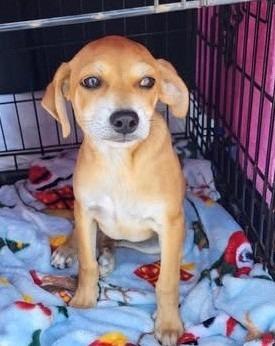 Enlarge Joey, a Adoptable Terrier in Leander, TX image 6/6