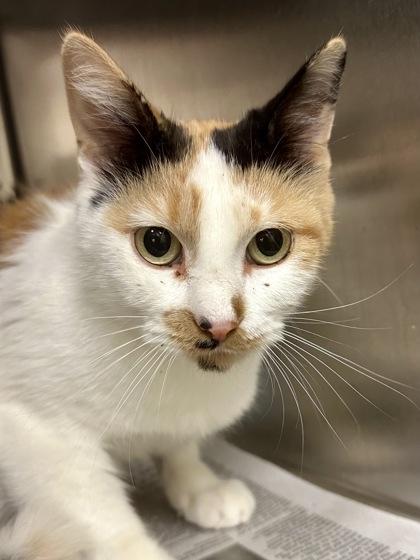 Strudel, Adoptable, Adult Female Domestic Short Hair.