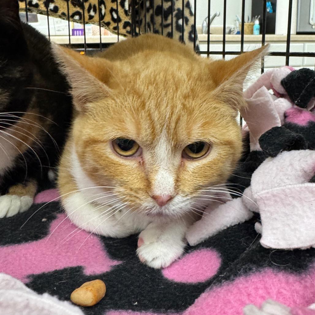 Gigi, Adoptable, Young Female Domestic Short Hair.