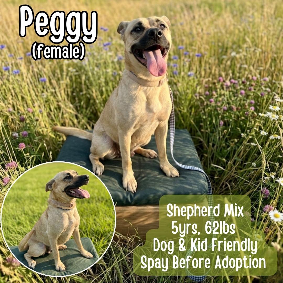 Peggy, ADOPTABLE, Adult Female Shepherd.