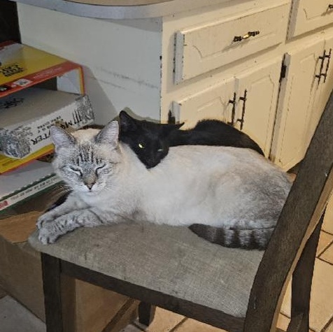 Enlarge Momma & Itty Bitty , a ADOPTABLE Domestic Long Hair in Fletcher, OK image 2/5