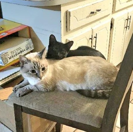 Enlarge Momma & Itty Bitty , a ADOPTABLE Domestic Long Hair in Fletcher, OK image 5/5