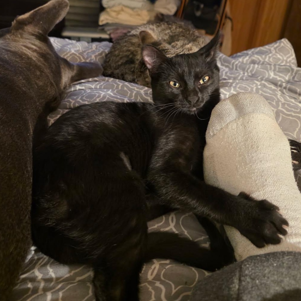 Enlarge Momma & Itty Bitty , a ADOPTABLE Domestic Long Hair in Fletcher, OK image 4/5