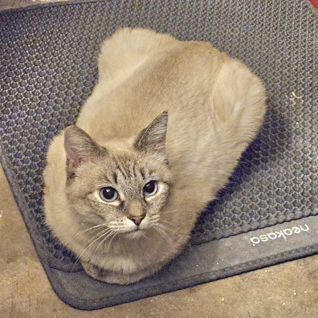 Enlarge Momma & Itty Bitty , a ADOPTABLE Domestic Long Hair in Fletcher, OK image 3/5