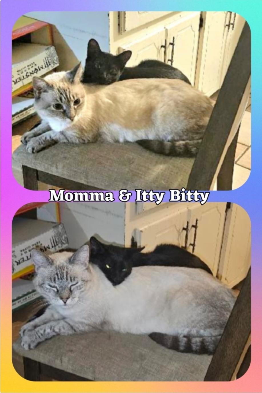 Momma & Itty Bitty , ADOPTABLE, Adult Female Domestic Long Hair.