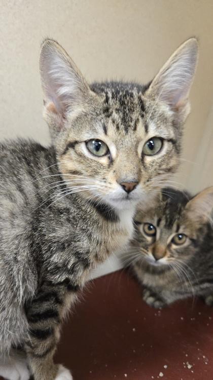 Blossom  I Am thumbnail 2