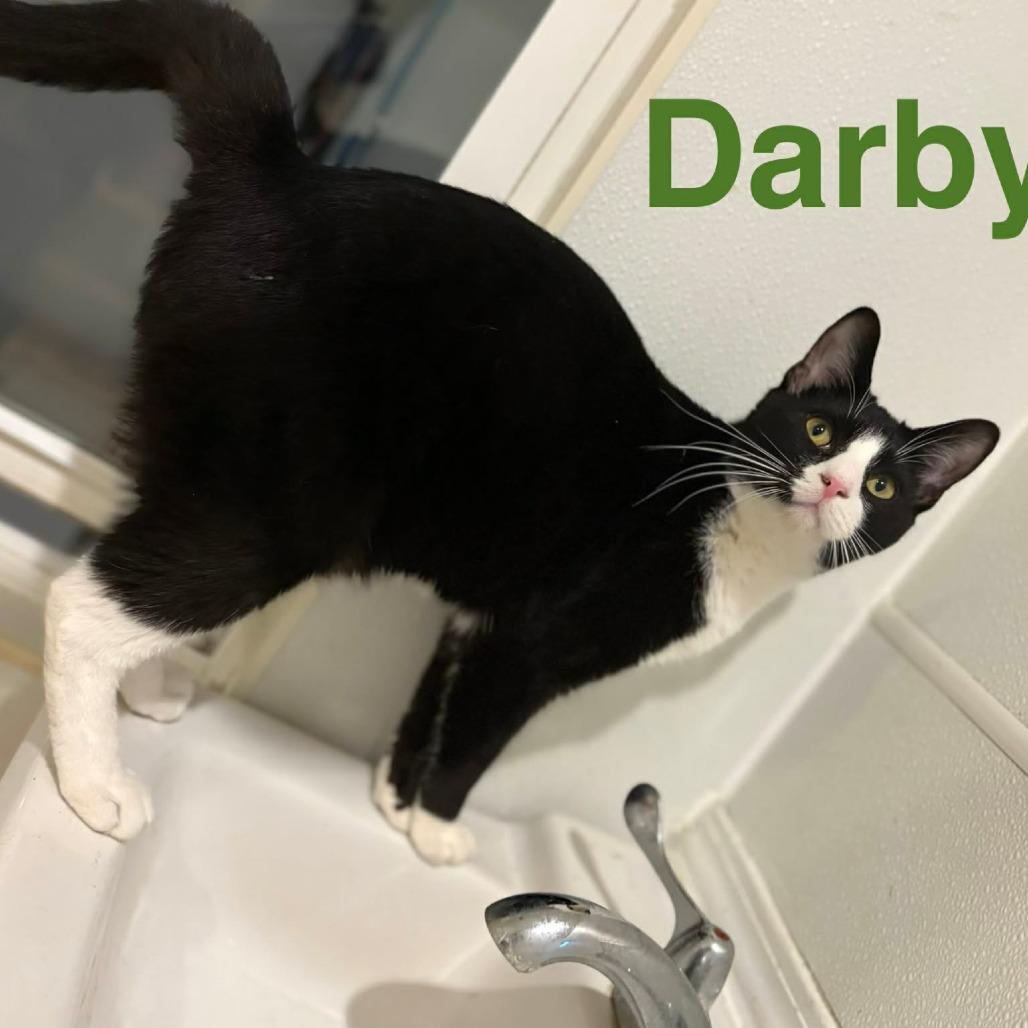 Darby, Adoptable, Adult Male Domestic Short Hair.