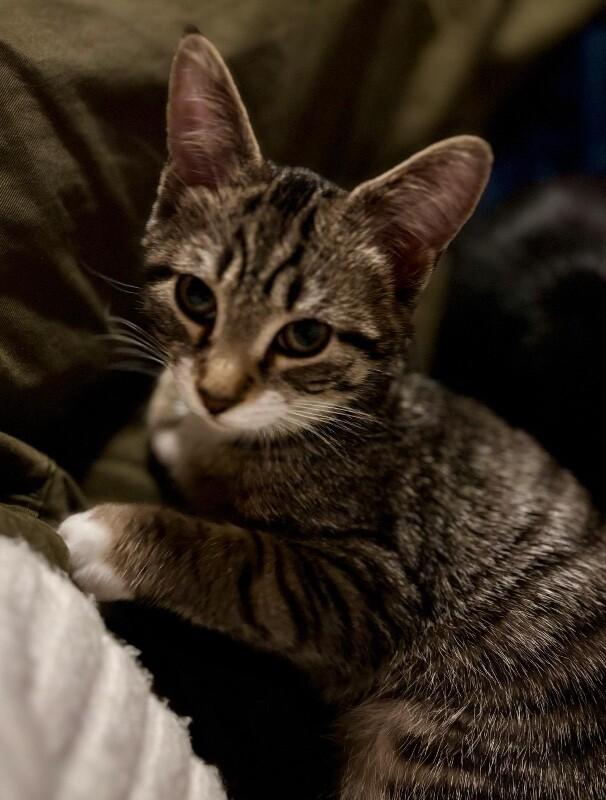 Enlarge Woody, a Adoptable Domestic Short Hair in Grand Rapids, MI image 1/4