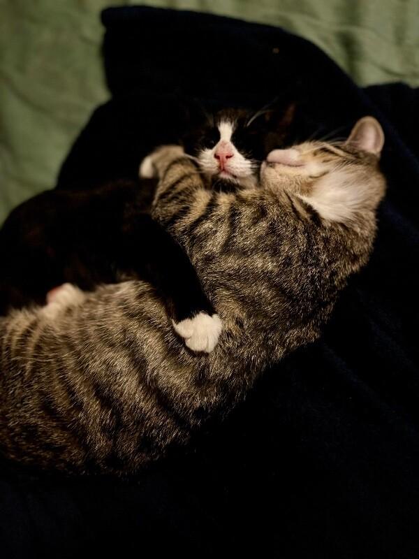 Enlarge Woody, a Adoptable Domestic Short Hair in Grand Rapids, MI image 2/4