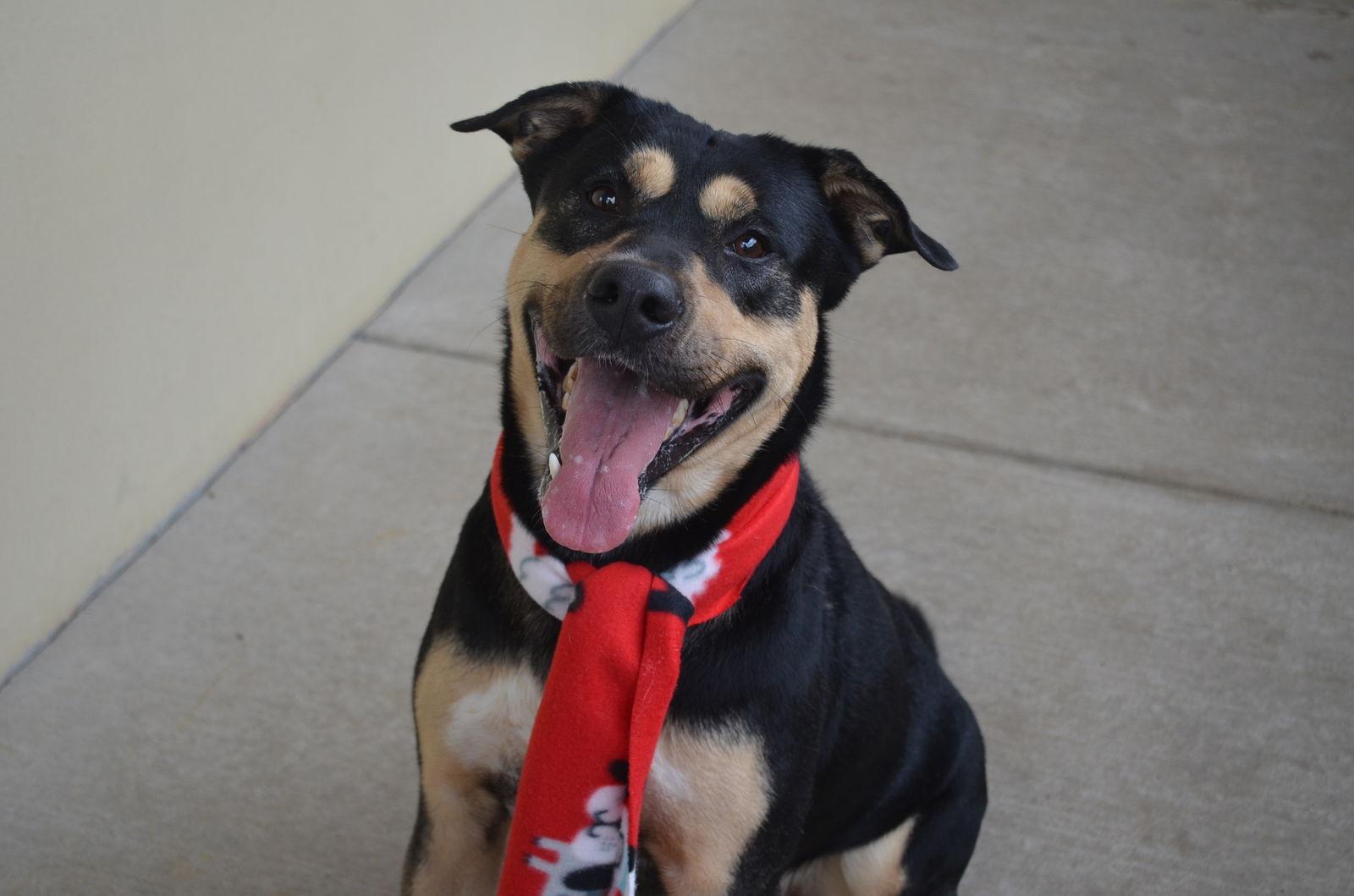 Enlarge Sol, a Adoptable Rottweiler in McKinney, TX image 1/3