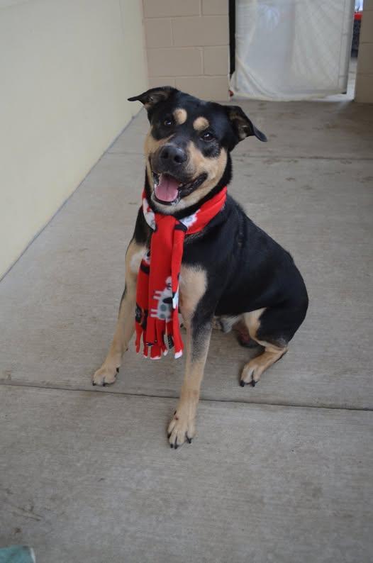 Enlarge Sol, a Adoptable Rottweiler in McKinney, TX image 2/3