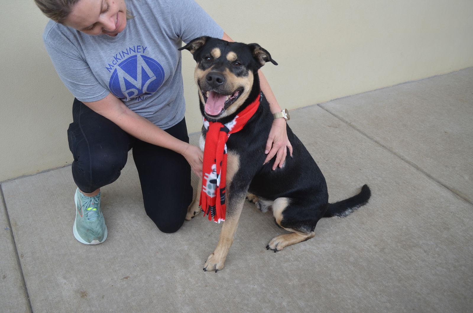 Enlarge Sol, a Adoptable Rottweiler in McKinney, TX image 3/3