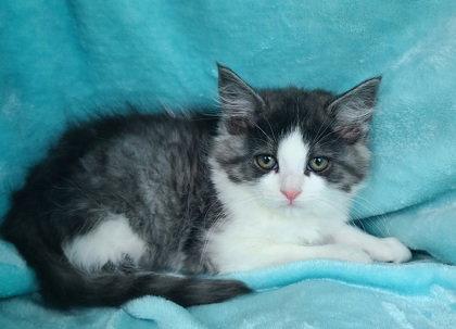 Enlarge 7057 (Rory), a Adoptable Domestic Long Hair in Lake City, MI image 1/1