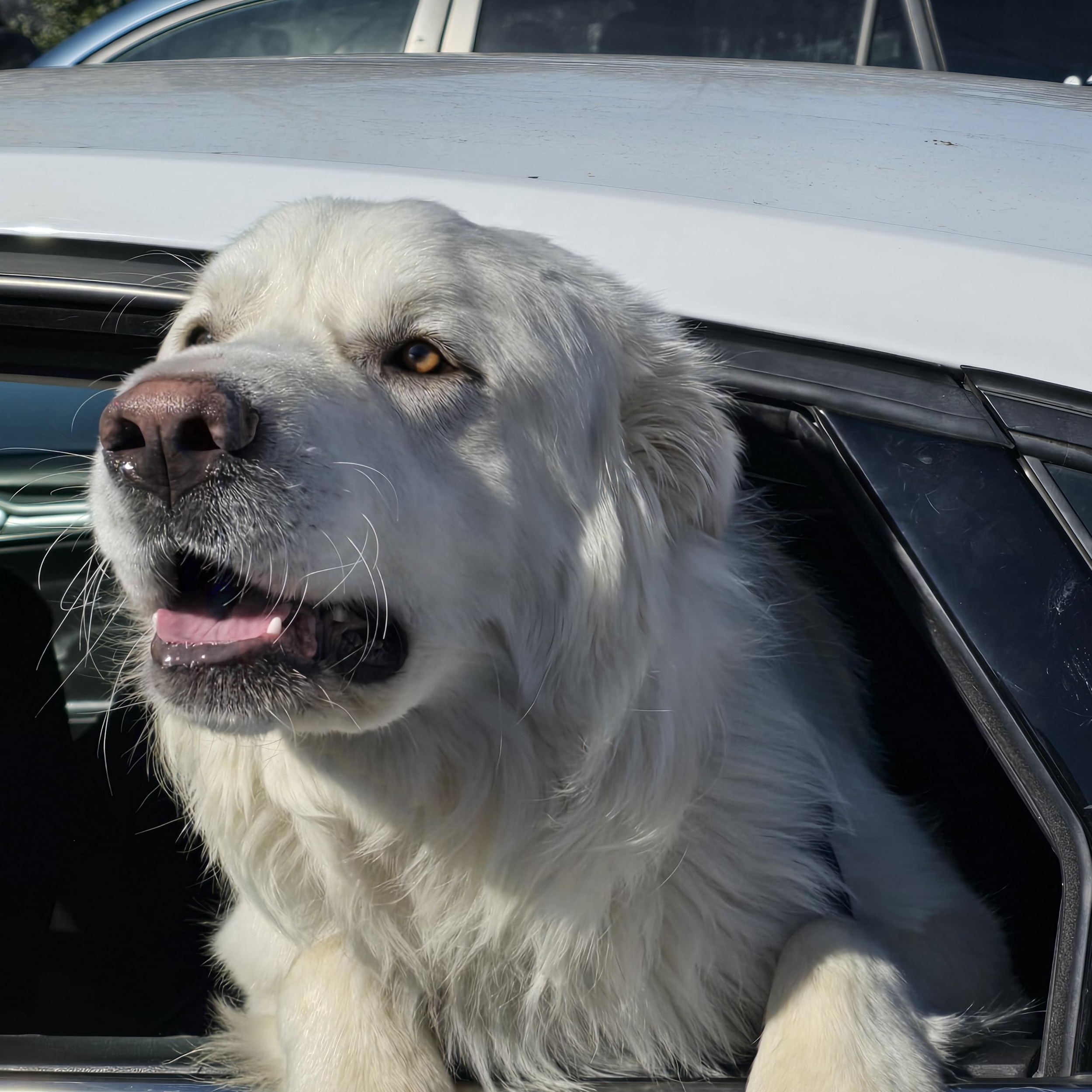 Mellow, Adoptable, Adult Male Great Pyrenees.