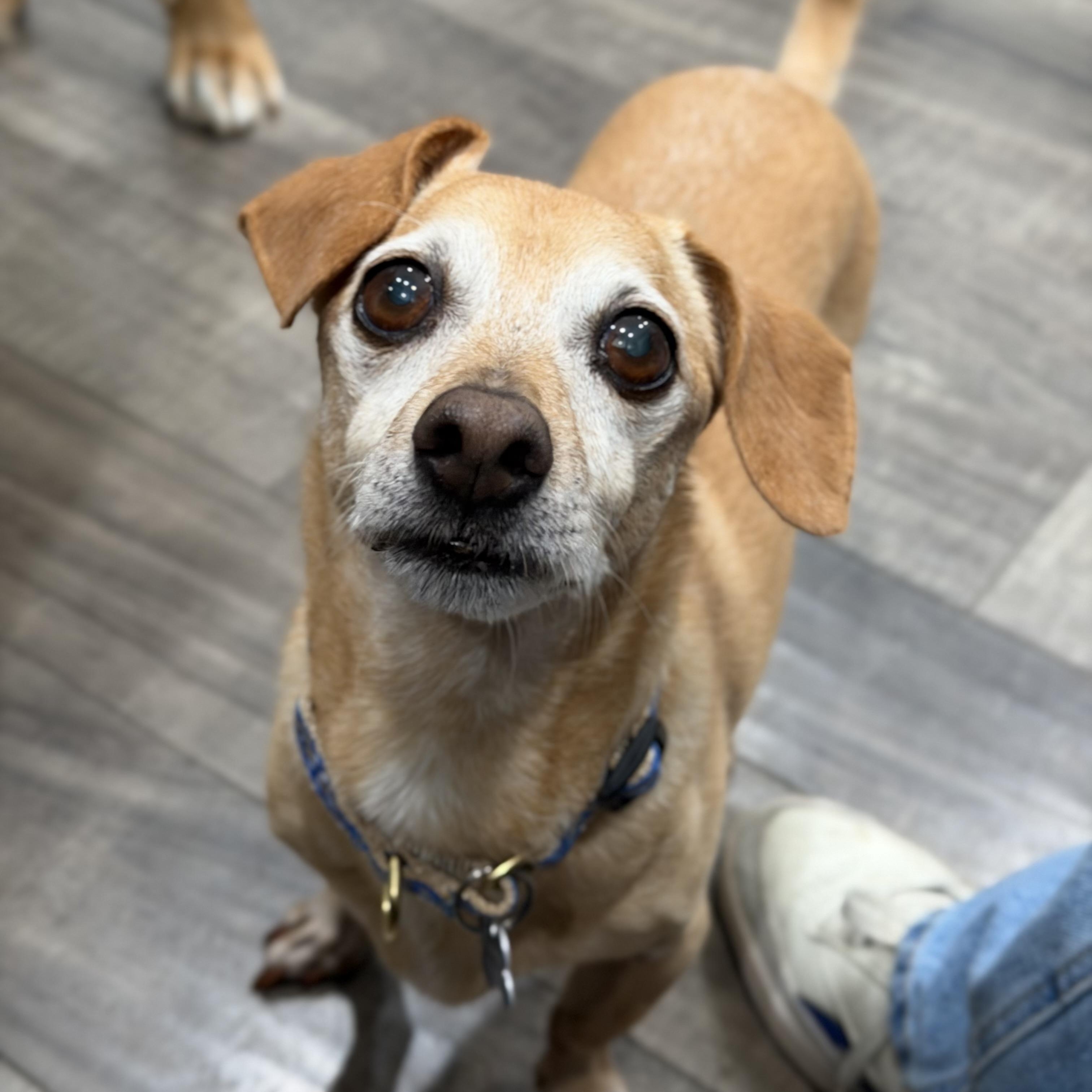 Slinky (fka Eli), a ADOPTABLE mixed breed in Mahwah, NJ image 2/6