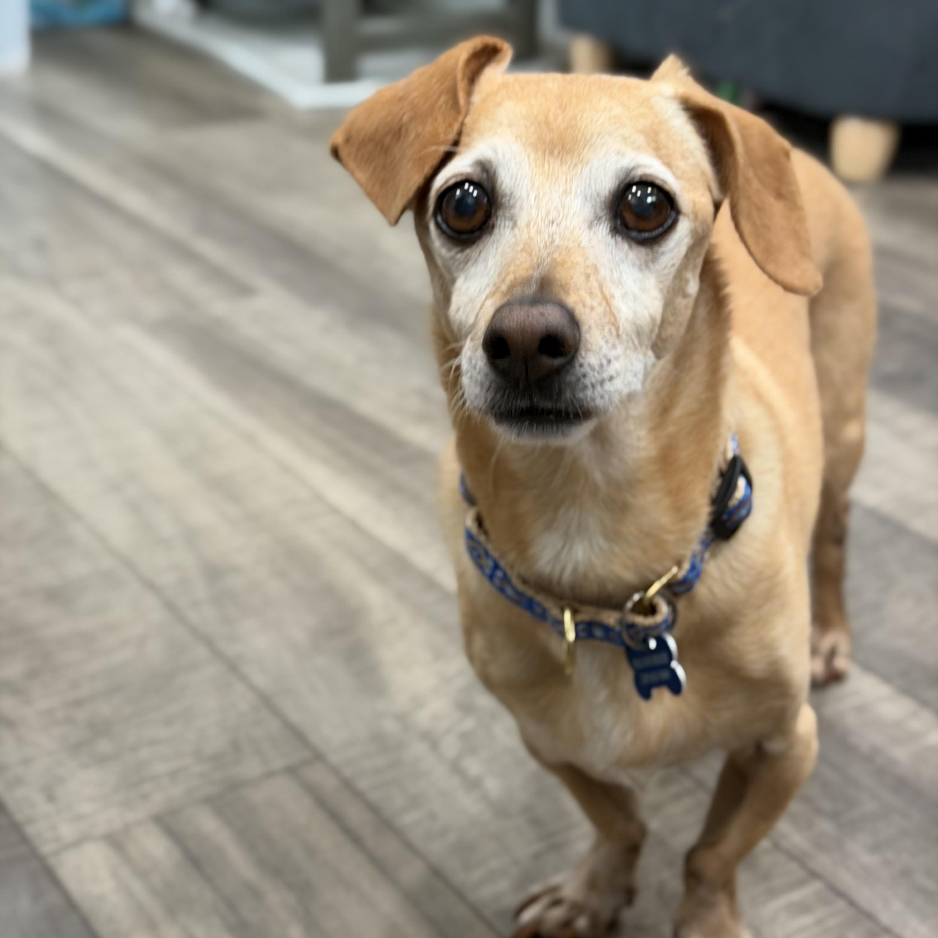 Slinky (fka Eli), ADOPTABLE, Senior Male Dachshund & Chiweenie.