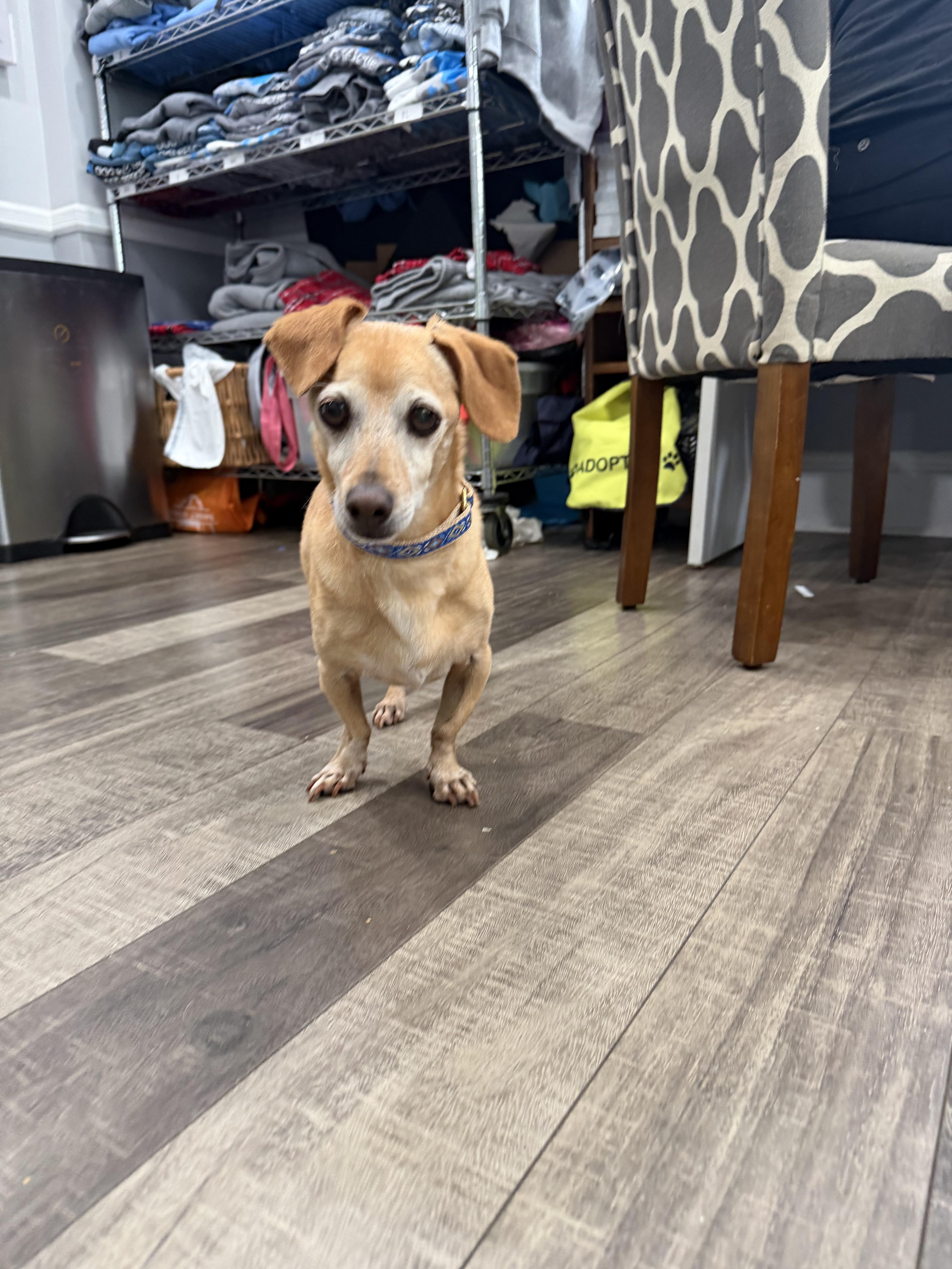 Slinky (fka Eli), a ADOPTABLE mixed breed in Mahwah, NJ image 6/6
