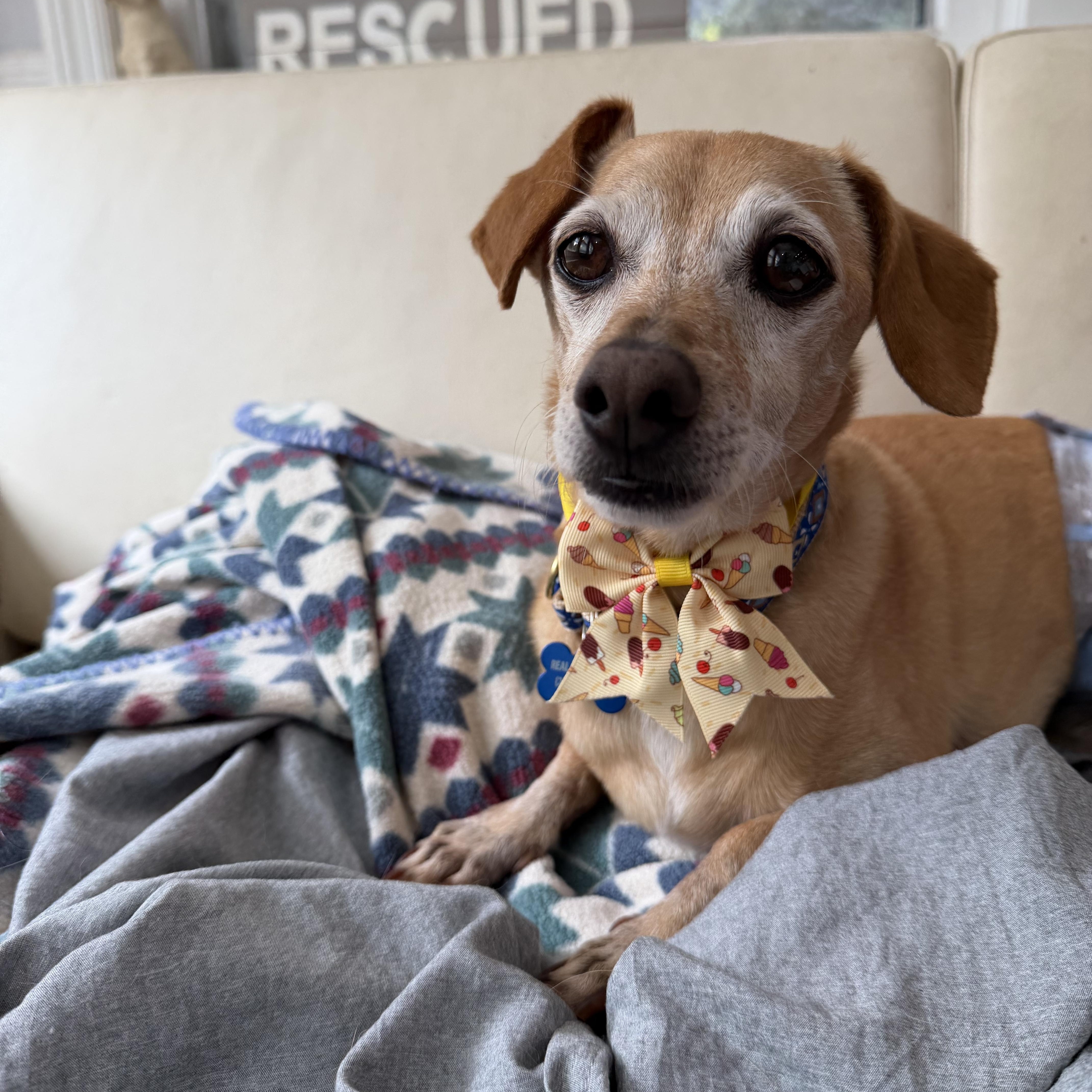 Slinky (fka Eli), a ADOPTABLE mixed breed in Mahwah, NJ image 5/6
