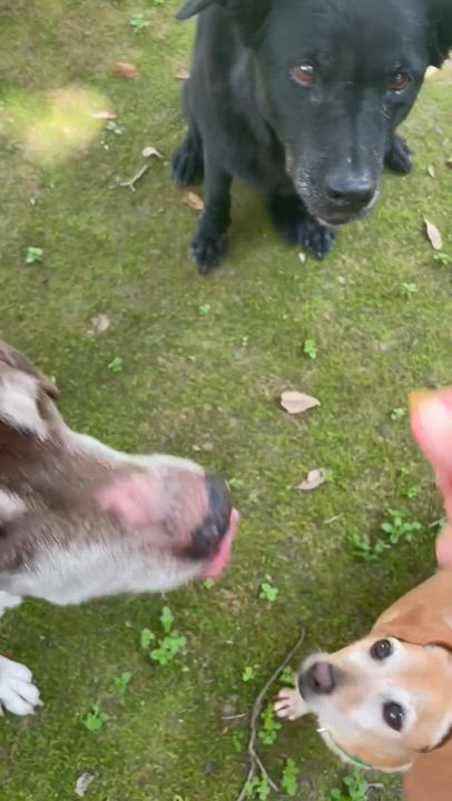 Enlarge Slinky (fka Eli), a ADOPTABLE mixed breed in Mahwah, NJ video 4/6