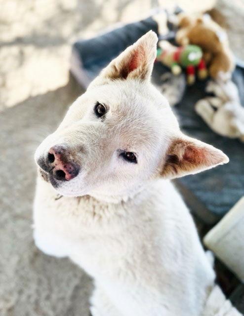 Enlarge Luna, a Adoptable Akita in Romoland, CA image 1/3