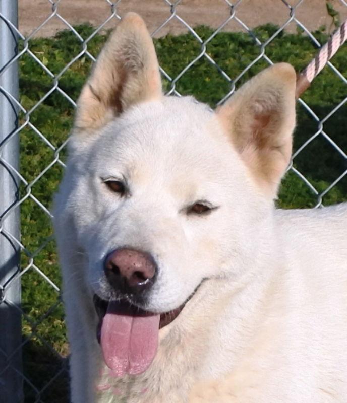 Enlarge Luna, a Adoptable Akita in Romoland, CA image 2/3