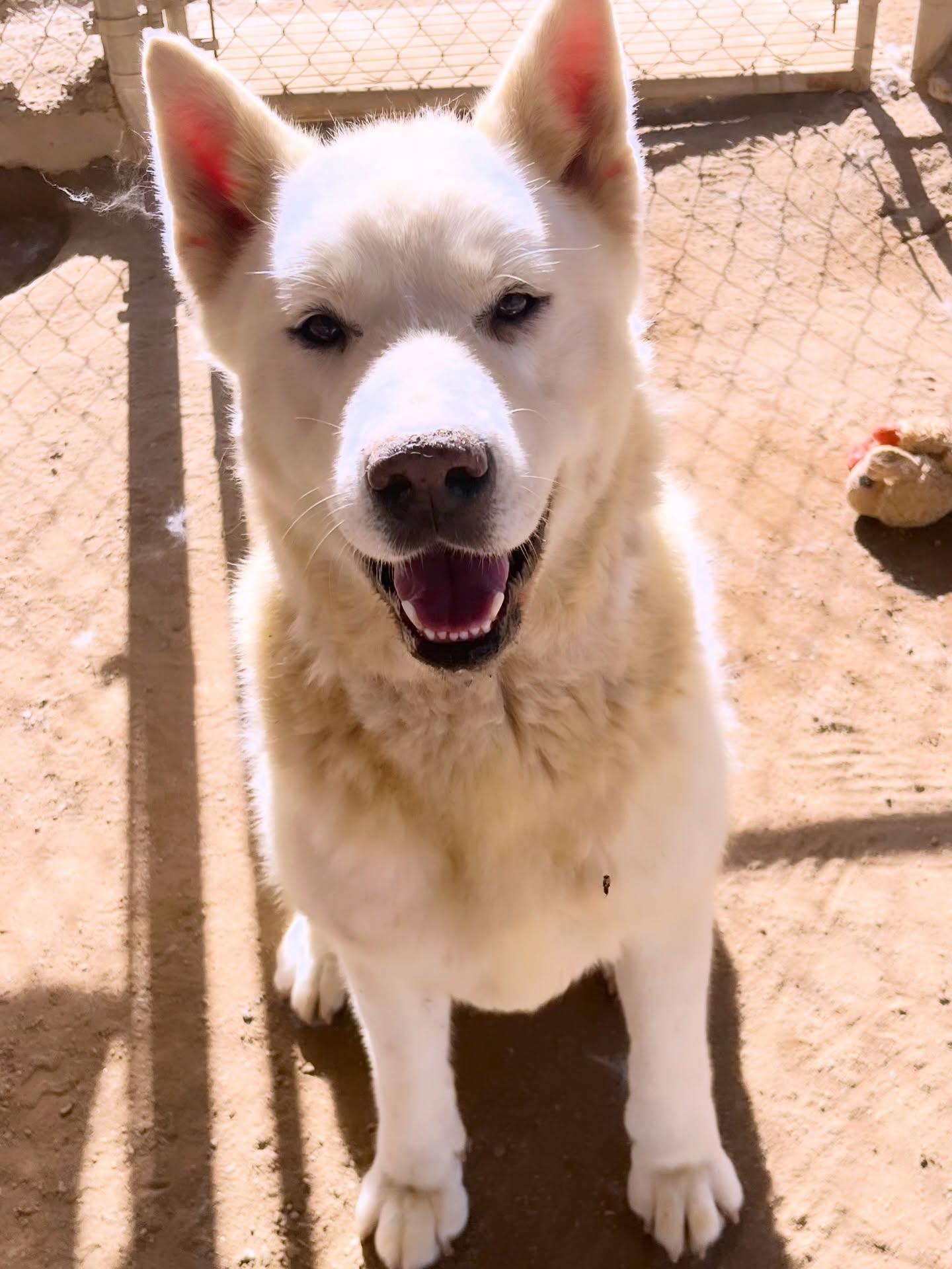 Luna, a Adoptable Akita in Romoland, CA image 2/3