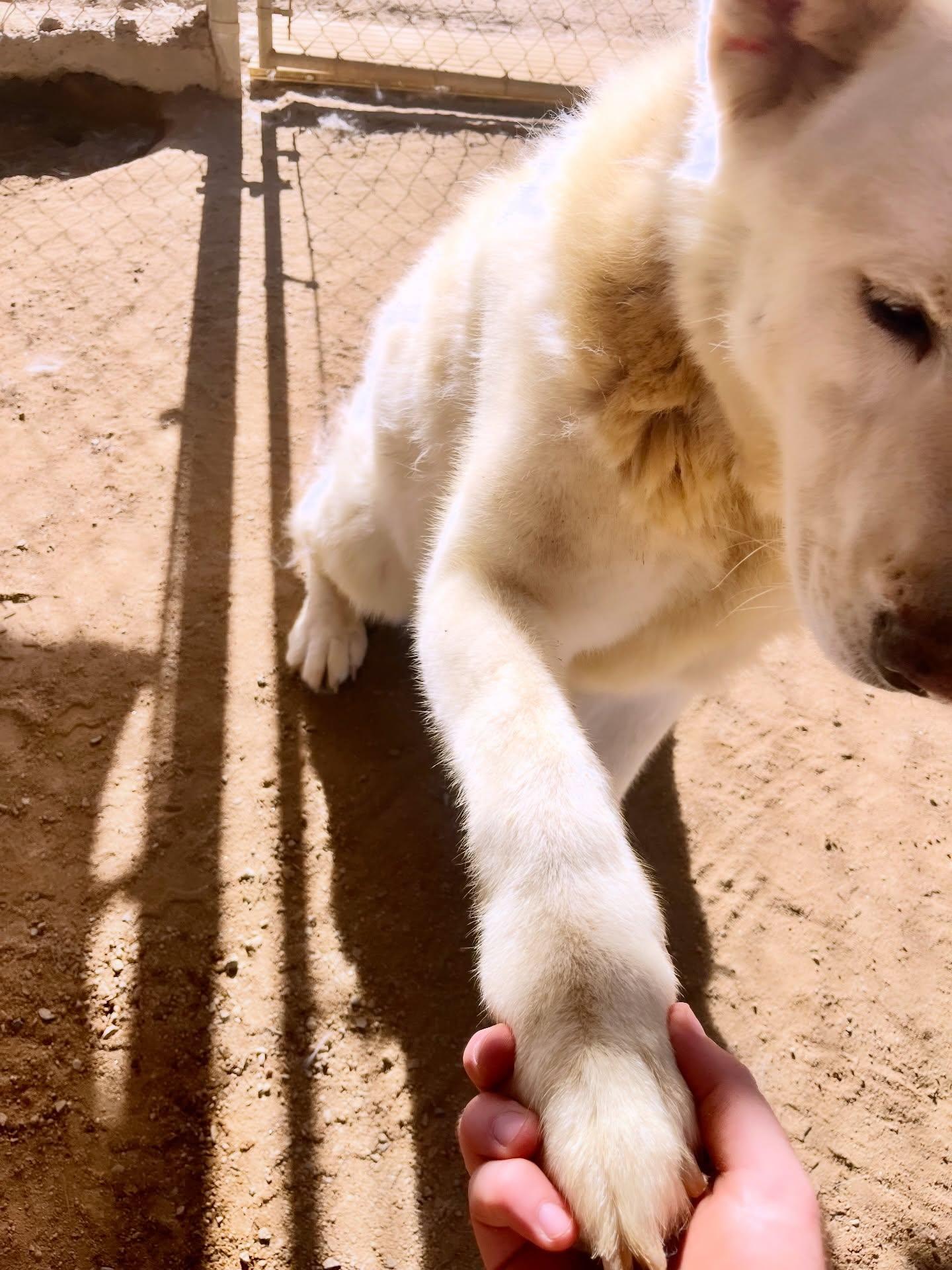 Luna, a Adoptable Akita in Romoland, CA image 3/3