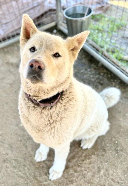 Enlarge Luna, a Adoptable Akita in Romoland, CA image 3/3