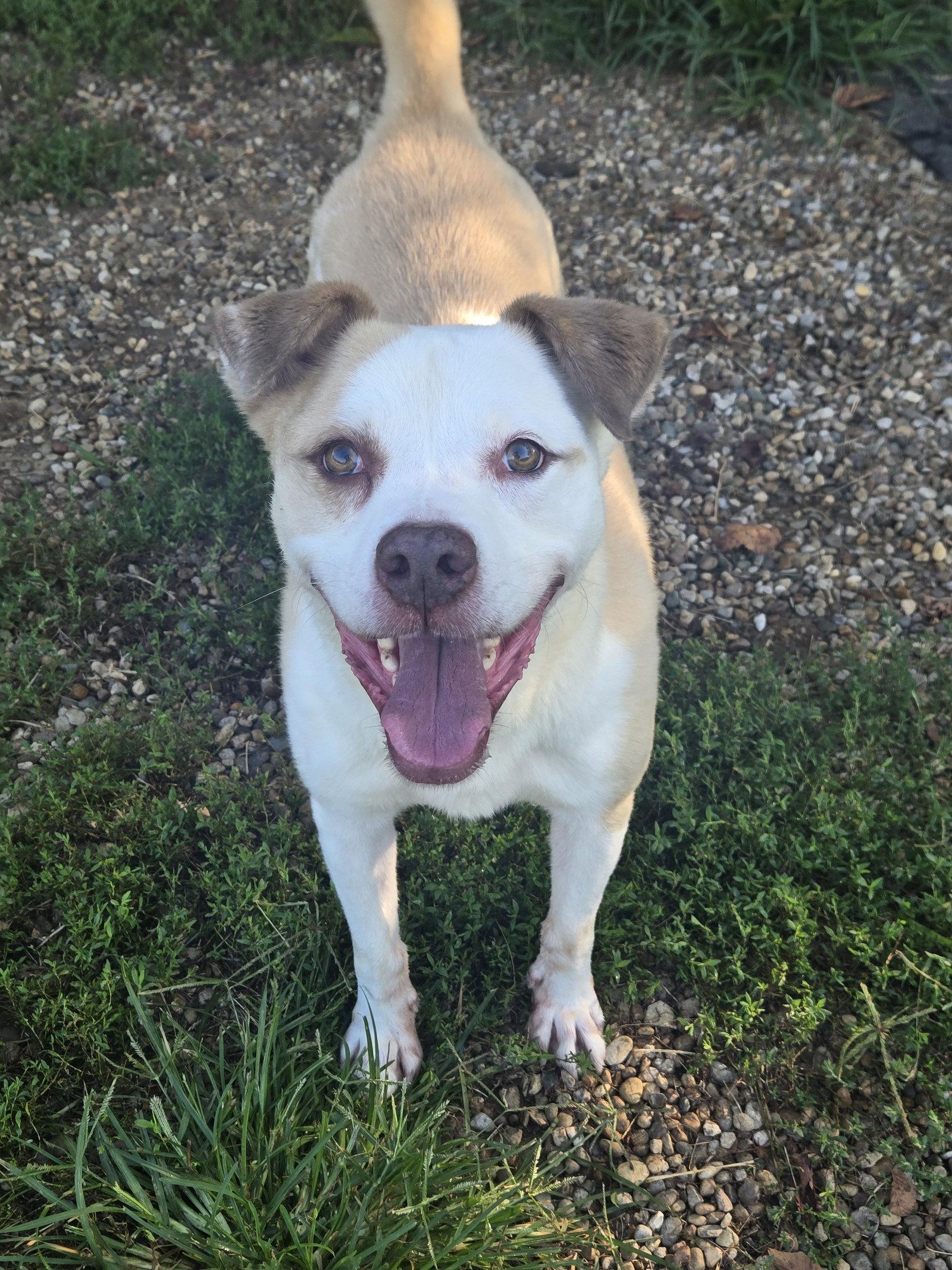 Enlarge Poncho, a Adoptable Pit Bull Terrier in Boston, KY image 2/2