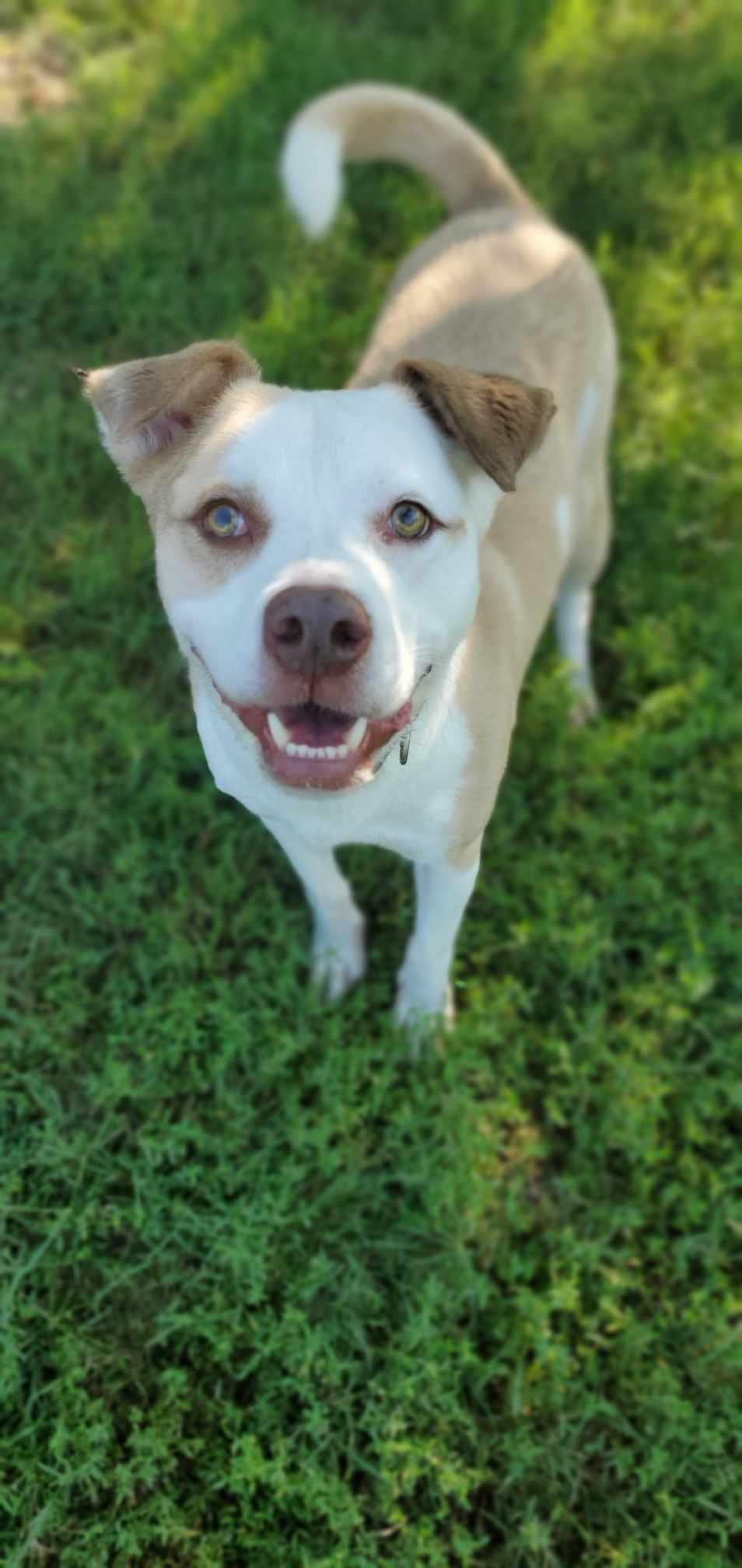 Poncho, a Adoptable Pit Bull Terrier in Boston, KY image 2/2