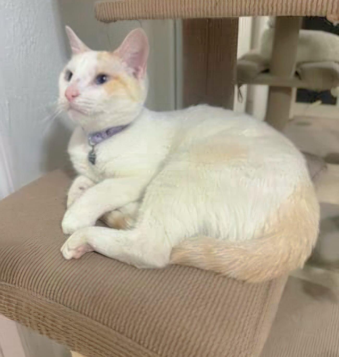 Frosty, Adopted, Young Female Siamese.