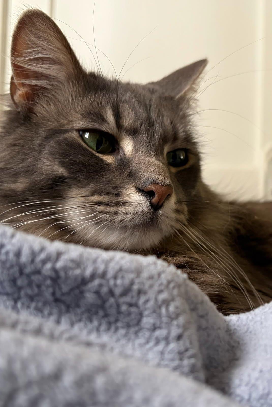 Valentine- LOVING/BONDED TO MIDNIGHT, an adopted mixed breed in Hartford, CT image 2/2