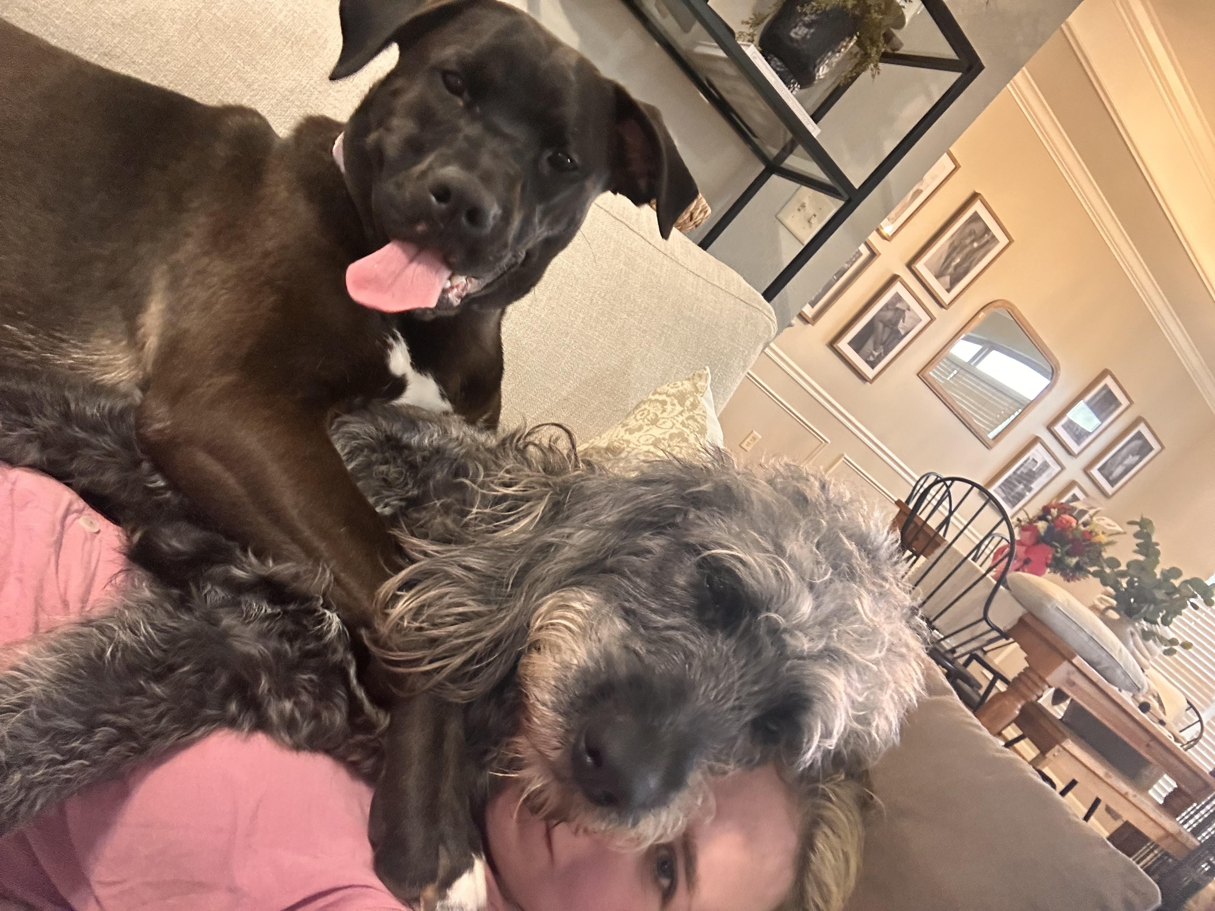 Pepper, Adoptable, Young Female Black Labrador Retriever & American Bully.