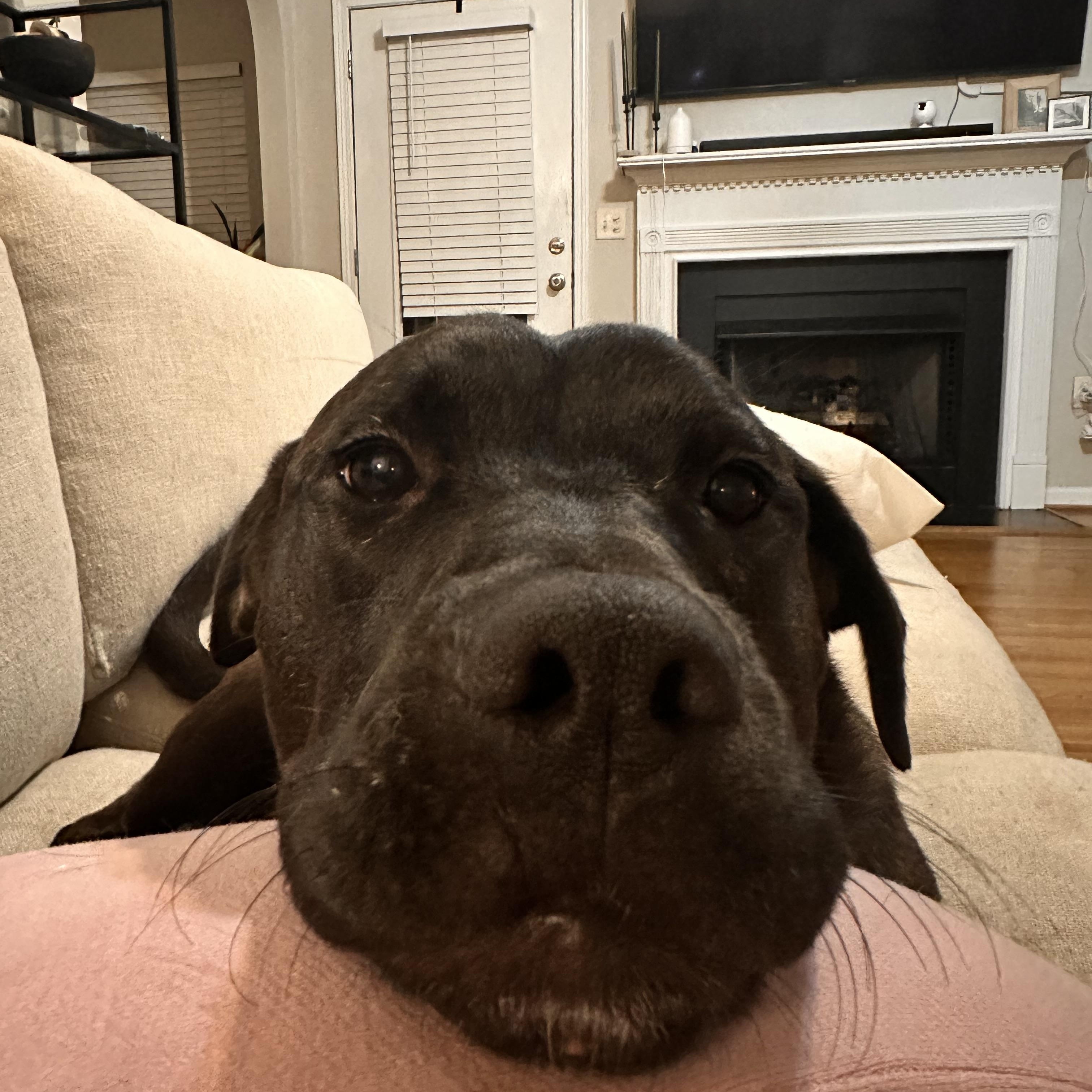 Pepper, a Adoptable mixed breed in Chelsea, AL image 3/5