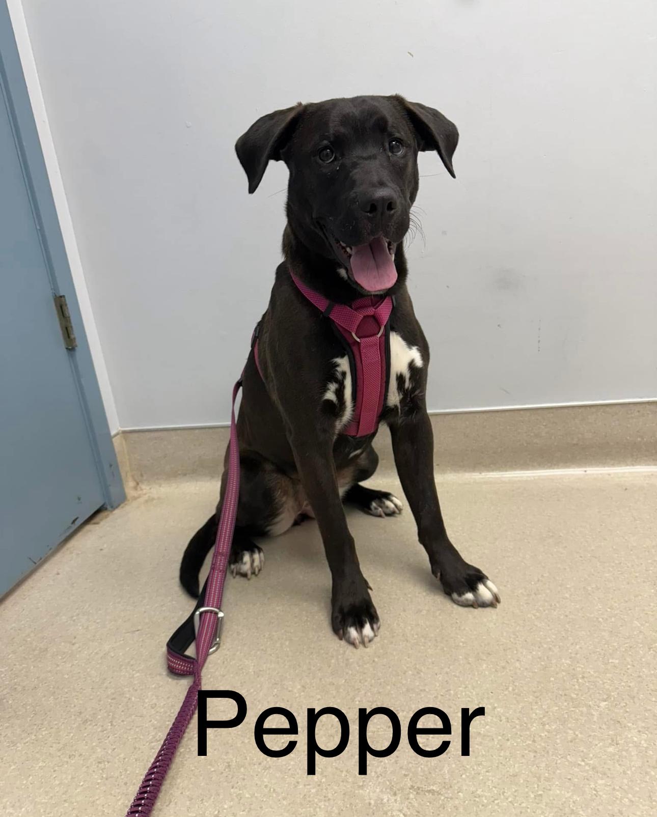 Pepper, Adoptable, Adult Female Black Labrador Retriever & American Bully.