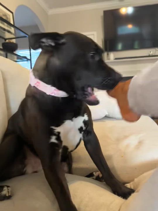 Enlarge Pepper, a Adoptable mixed breed in Chelsea, AL video 5/5