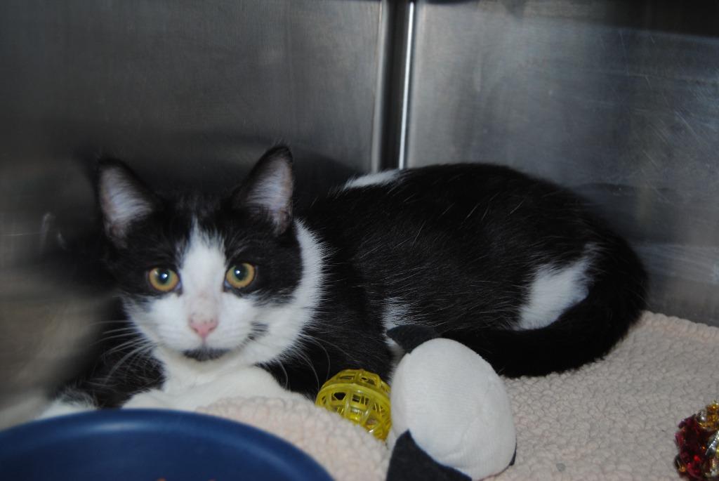 5546 Texas, Adoptable, Kitten Male Domestic Medium Hair.