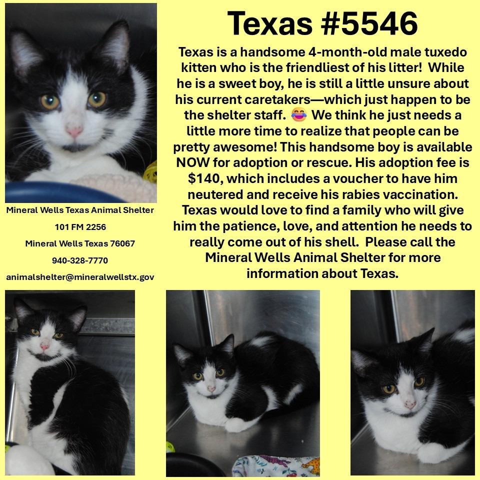 Enlarge 5546 Texas, a Adoptable mixed breed in Mineral Wells, TX image 2/2