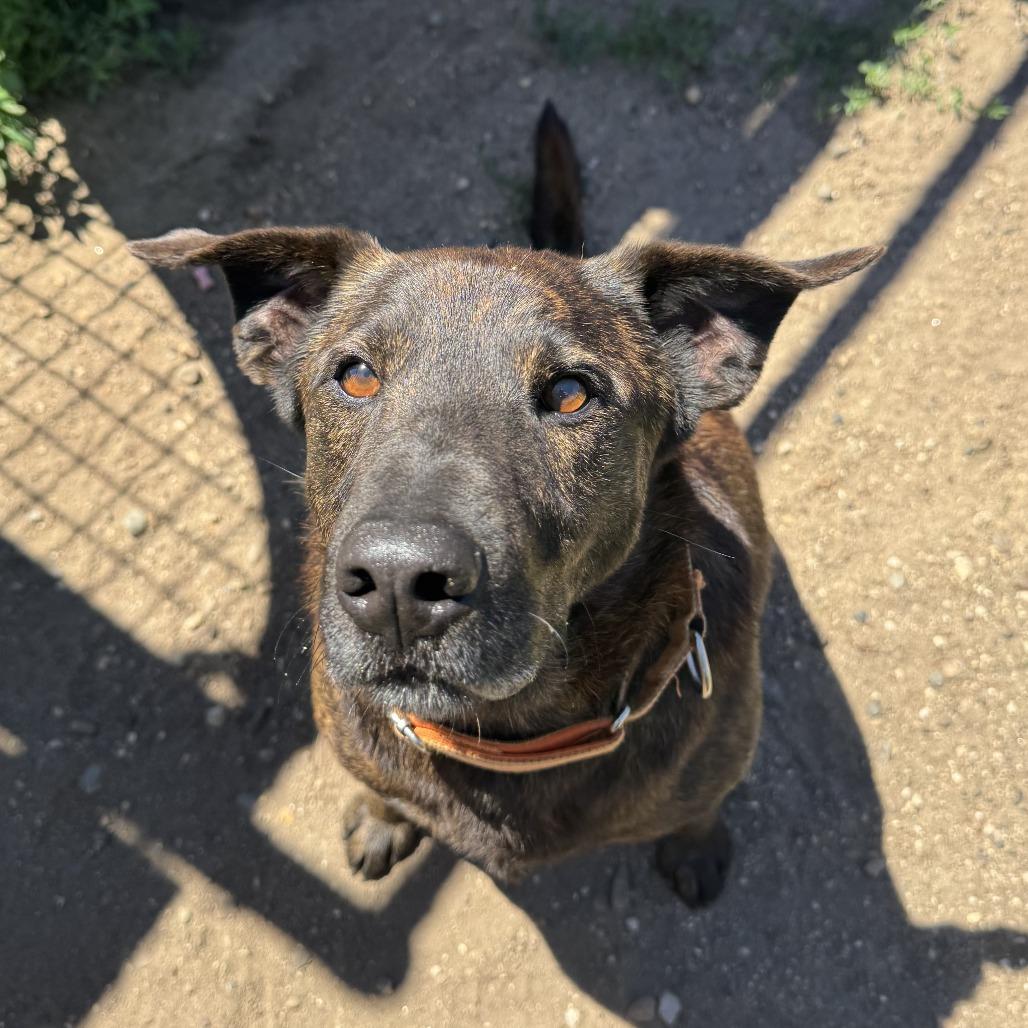 Axel, Adoptable, Adult Male Dutch Shepherd & Mixed Breed.
