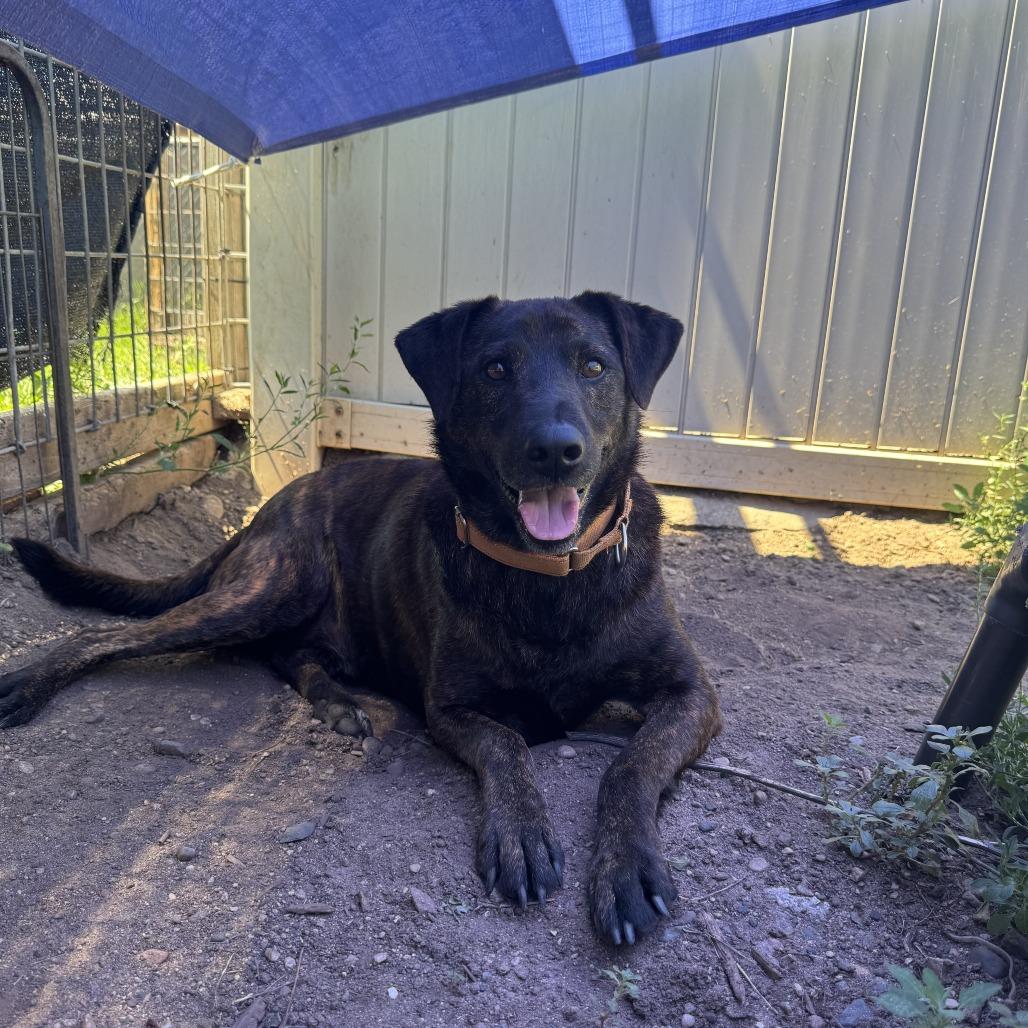 Axel, a Adoptable mixed breed in Wadena, MN image 2/6
